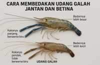 Perbedaan Udang Galah Jantan dan Betina